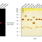 Thermo Fisher Scientific Goat anti-Mouse IgG2b Cross-Adsorbed Secondary Antibody, Alexa Fluor 568