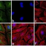 Thermo Fisher Scientific Goat anti-Mouse IgG F(ab`)2 Secondary Antibody, FITC