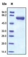 Merck MMP-9,HUMAN