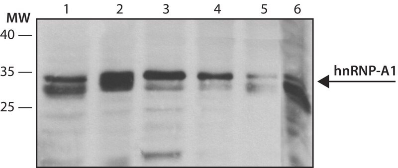 Merck Anti-hnRNP-A1 antibody, Mouse monoclonal