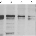 Merck Anti-hnRNP-A1 antibody, Mouse monoclonal