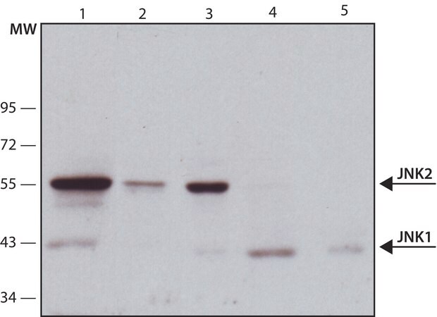 Merck Anti-JNK antibody, Mouse monoclonal