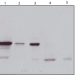 Merck Anti-JNK antibody, Mouse monoclonal