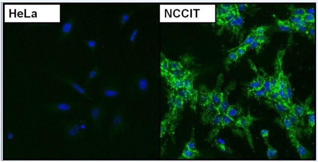 Thermo Fisher Scientific Goat anti-Mouse IgG (H+L) Cross-Adsorbed Secondary Antibody, DyLight 488
