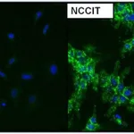 Thermo Fisher Scientific Goat anti-Mouse IgG (H+L) Cross-Adsorbed Secondary Antibody, DyLight 488