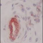 Merck Anti-Collagen Type IV antibody, Mouse monoclonal