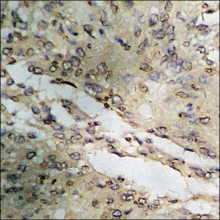 Merck Anti-phospho-CrkL (pTyr207) antibody produced in rabbit