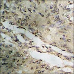 Merck Anti-phospho-CrkL (pTyr207) antibody produced in rabbit