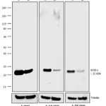 Thermo Fisher Scientific F(ab`)2-Donkey anti-Mouse IgG (H+L) Secondary Antibody, HRP