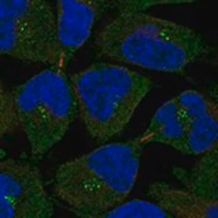 Merck Anti-MS4A12 antibody produced in rabbit