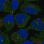 Merck Anti-MS4A12 antibody produced in rabbit