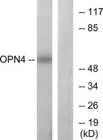 Merck Anti-OPN4 antibody produced in rabbit