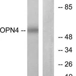 Merck Anti-OPN4 antibody produced in rabbit