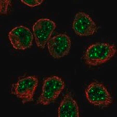 Merck Anti-IL16 antibody produced in rabbit