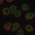 Merck Anti-IL16 antibody produced in rabbit