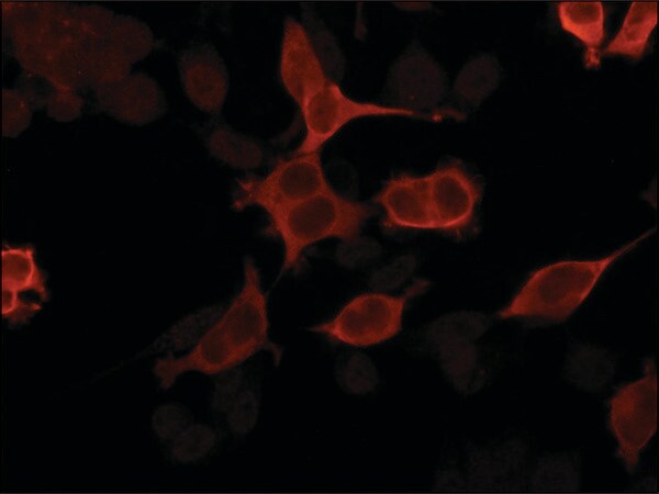 Merck Anti-Importin 5 (C-terminal) antibody produced in rabbit