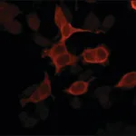 Merck Anti-Importin 5 (C-terminal) antibody produced in rabbit