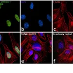 Thermo Fisher Scientific Goat anti-Mouse IgM (Heavy chain) Cross-Adsorbed Secondary Antibody, Alexa Fluor 488