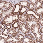 Merck Anti-KCNH3 antibody produced in rabbit