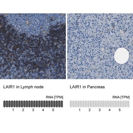 Merck Anti-LAIR1 antibody produced in rabbit