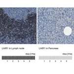 Merck Anti-LAIR1 antibody produced in rabbit