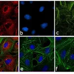 Thermo Fisher Scientific Donkey anti-Rat IgG (H+L) Cross-Adsorbed Secondary Antibody, DyLight 550