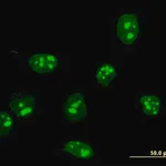 Merck Monoclonal Anti-FBL antibody produced in mouse