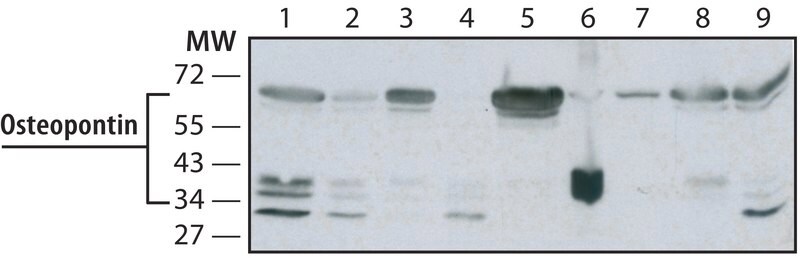 Merck Anti-Osteopontin antibody, Mouse monoclonal