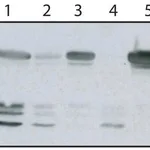Merck Anti-Osteopontin antibody, Mouse monoclonal