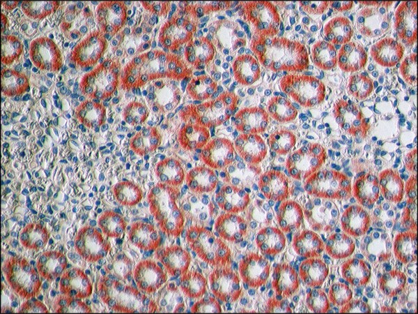 Merck Anti-Claudin-1 antibody produced in rabbit