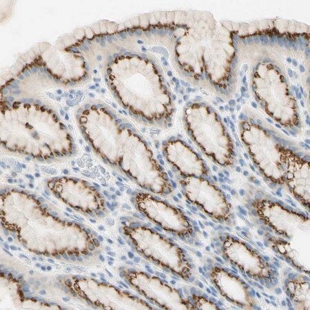 Merck Anti-GALNT5 antibody produced in rabbit