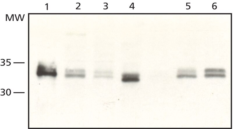 Merck Anti-Sprouty 2 (N-Terminal) from rabbit