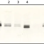 Merck Anti-Sprouty 2 (N-Terminal) from rabbit