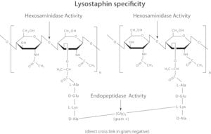 Merck LYSOSTAPHIN AFFINITY PURIFIED