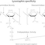 Merck LYSOSTAPHIN AFFINITY PURIFIED