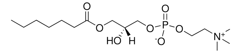 Merck 07:0 Lyso PC
