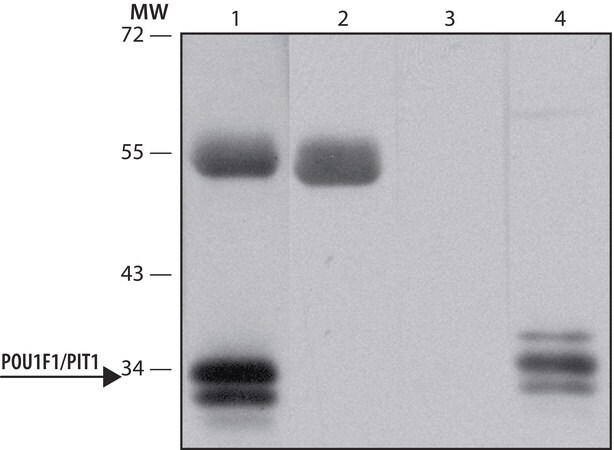 Merck Anti-POU1F1/PIT1 antibody produced in rabbit