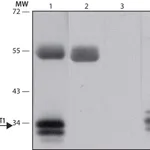Merck Anti-POU1F1/PIT1 antibody produced in rabbit