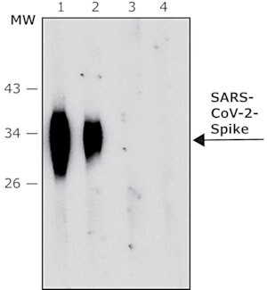 Merck Anti-SARS-COV-2-Spike-RBD regionantibody