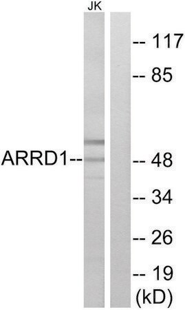 Merck Anti-ARRD1 antibody produced in rabbit