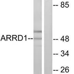 Merck Anti-ARRD1 antibody produced in rabbit