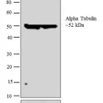 Thermo Fisher Scientific Sheep anti-Rat IgG (H+L) Secondary Antibody, Biotin