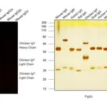Thermo Fisher Scientific Goat anti-Chicken IgY (H+L) Cross-Adsorbed Secondary Antibody, Alexa Fluor Plus 647