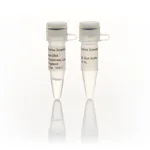 Thermo Fisher Scientific Bsm DNA Polymerase, large fragment (8 U/μL)