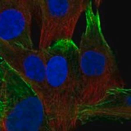 Merck Anti-NEXN antibody produced in rabbit
