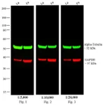 Thermo Fisher Scientific Donkey anti-Rat IgG (H+L) Cross-Adsorbed Secondary Antibody, DyLight 800