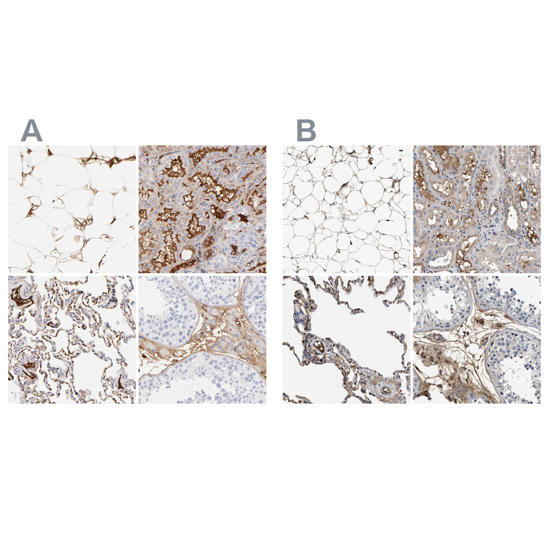 Atlas Antibodies Anti-C3 Antibody