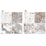 Atlas Antibodies Anti-C3 Antibody