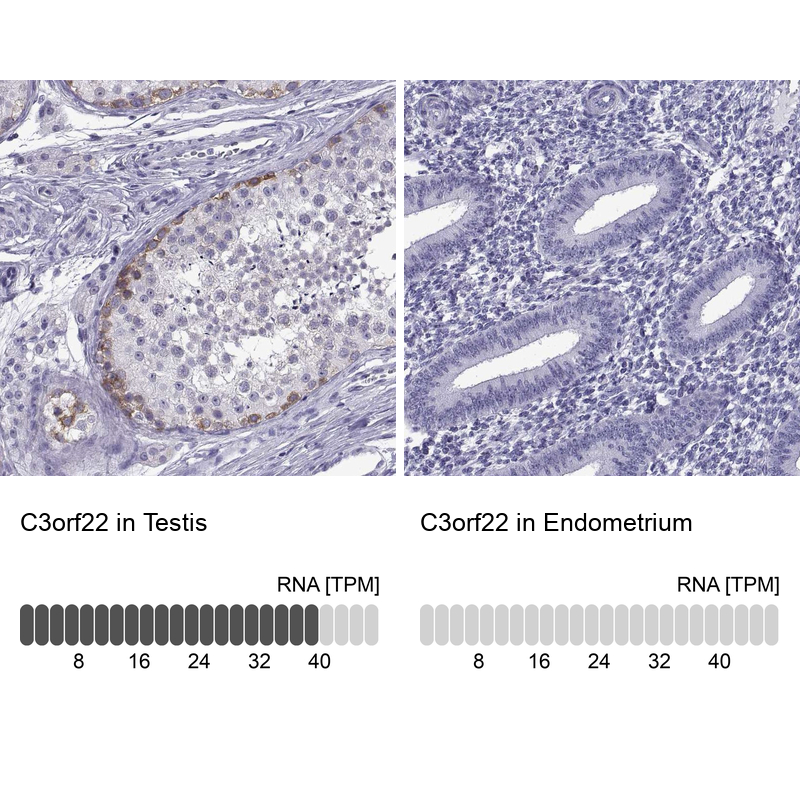 Atlas Antibodies Anti-C3orf22 Antibody
