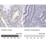 Atlas Antibodies Anti-C3orf30 Antibody